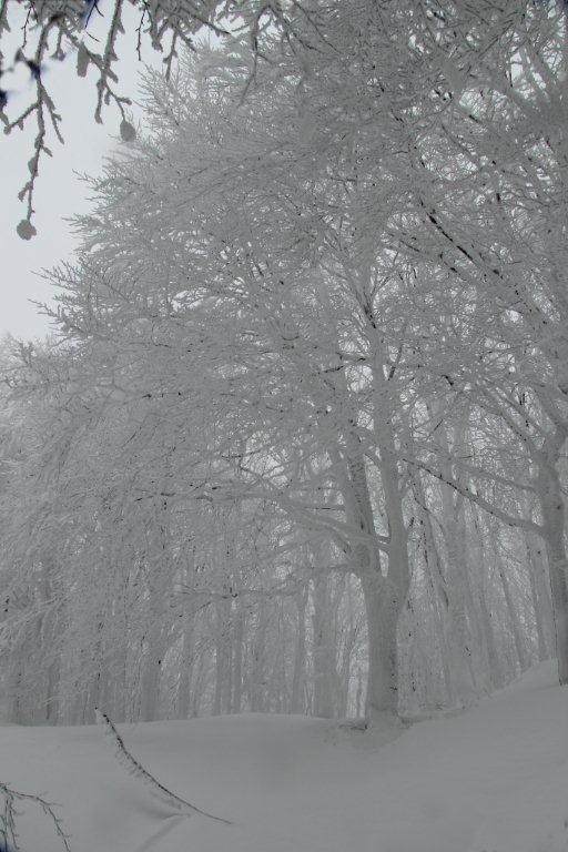 Alberi d''inverno... un invito